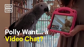 Parrots Learn How to Video Chat to Keep in Touch