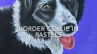 Border Collie in Pastel Pencils