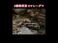 #動物世界 #マレーグマ