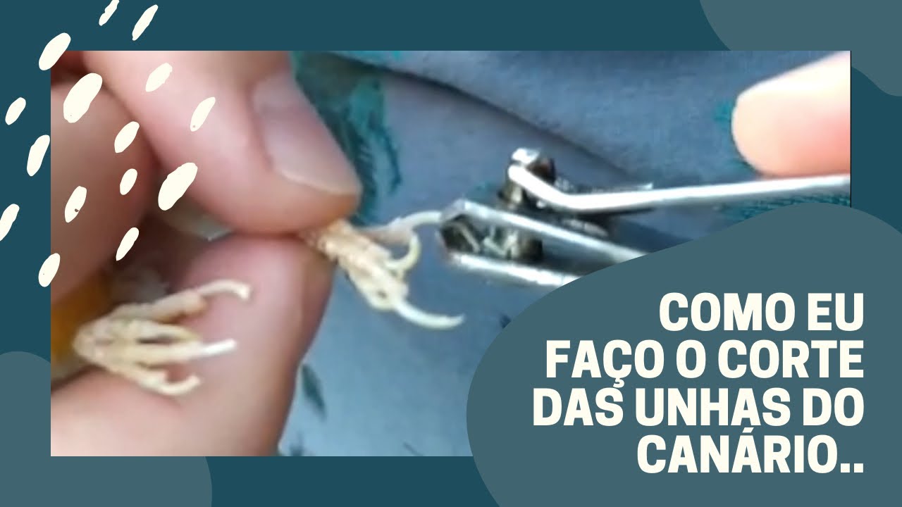 Como eu faço o corte das unhas do canário! - YouTube