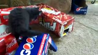 Cats Love Boxes Video