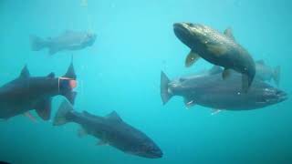 Travel Vlog New Zealand 20181030 Aquarium KJet Experience