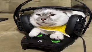 RANDOM MEMES COMPILATION V63