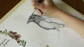 Crow Watercolor Timelapse | Bird Painting Technique