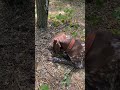 Вот такие охотничьи собаки Вот такие охотничьи собаки