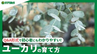 おかこさん専用　ユーカリ　シネレア/ 811 ☘:222【Q&A】ユーカリの育て方｜元気にたくましく育てる方法は？水