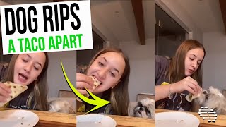 Dog Attempts to Eat a Taco Offered by a Girl but Rips It Apart