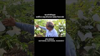 ४ वर्षांचा चमत्कार! पेरूची शेती 🌳 #BioRich #farming