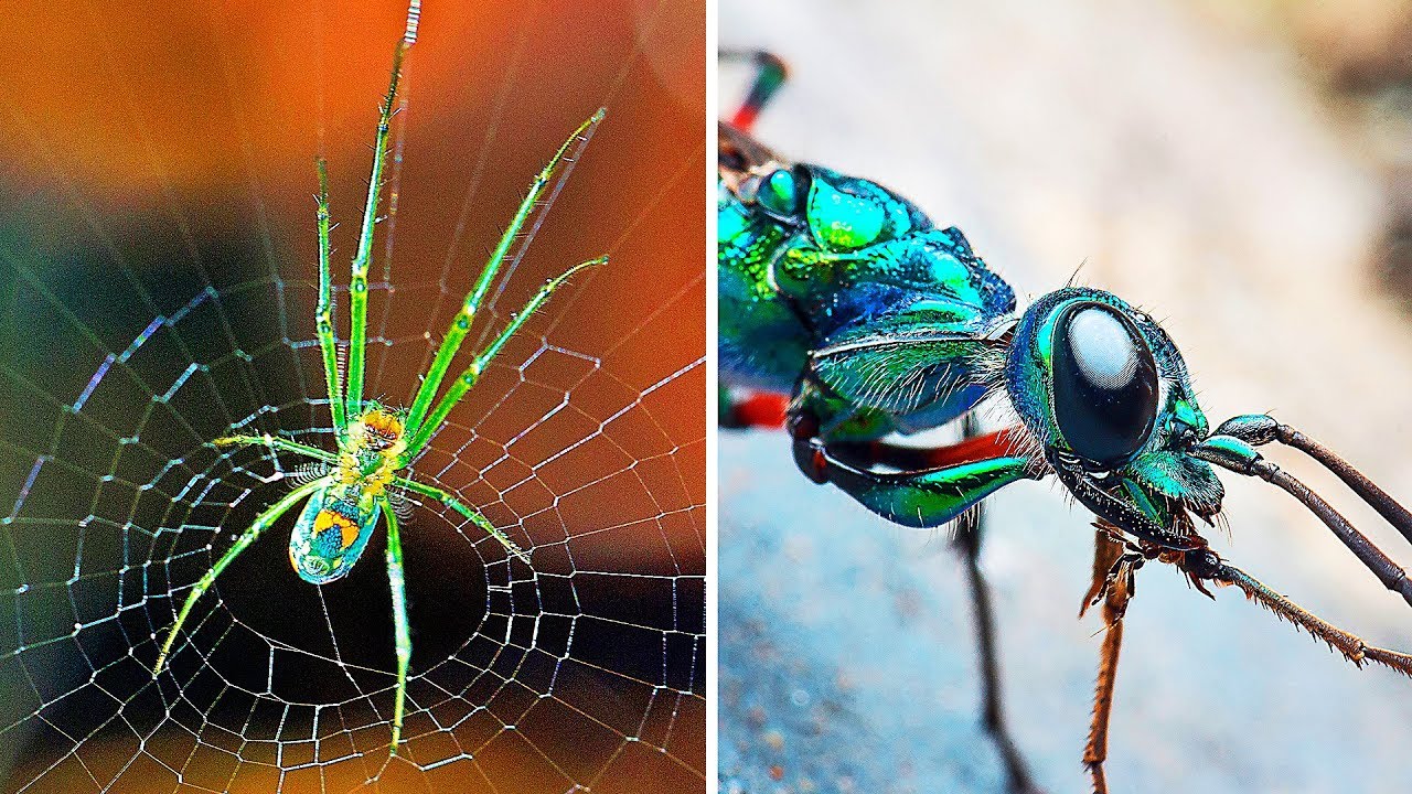 9 dziwnych stworzeń, które kontrolują umysły