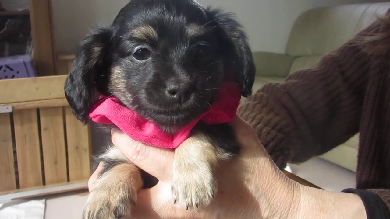 ダックス チワワのゆたか K Y Victory犬舎 ブリーダー