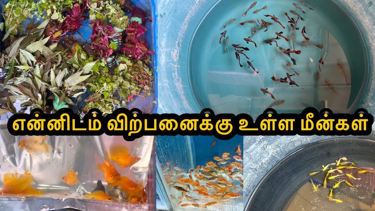 என்னிடம் விற்பனைக்கு உள்ள மீன்கள்|ExoticGuppy|All In Our Fishes|Sales Video|Aquarium#petslovechannel