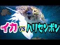 丸のみ?!イカを与えたらスミ吹いた!w【ハリセンボン飼育】