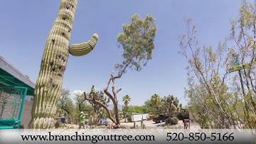 Branching Out Tree Service - Tucson, AZ
