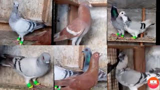 Racer fighter pigeons sale. 550 Gola kabootar sale. Latha kabootar sale. pigeons sale 9211938510