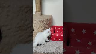 A Cheerful And Happy Kitten Dino cats