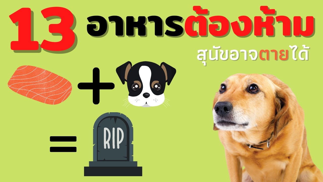 การดูแลสุนัข  2022 Update  13 อาหารต้องห้ามสำหรับสุนัข หากกินแล้วอาจถึงตายที่คุณอาจไม่เคยรู้