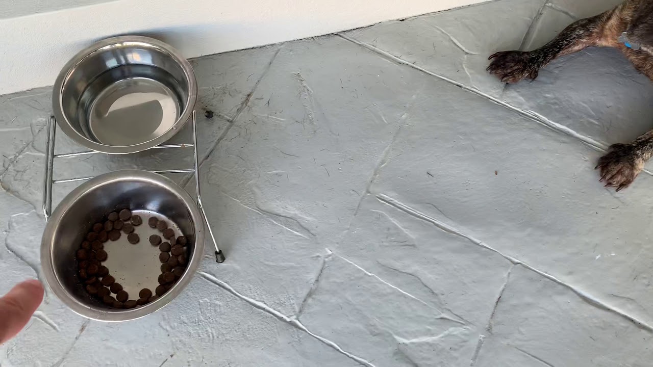 My Dumb Dog is scared of his food bowl YouTube