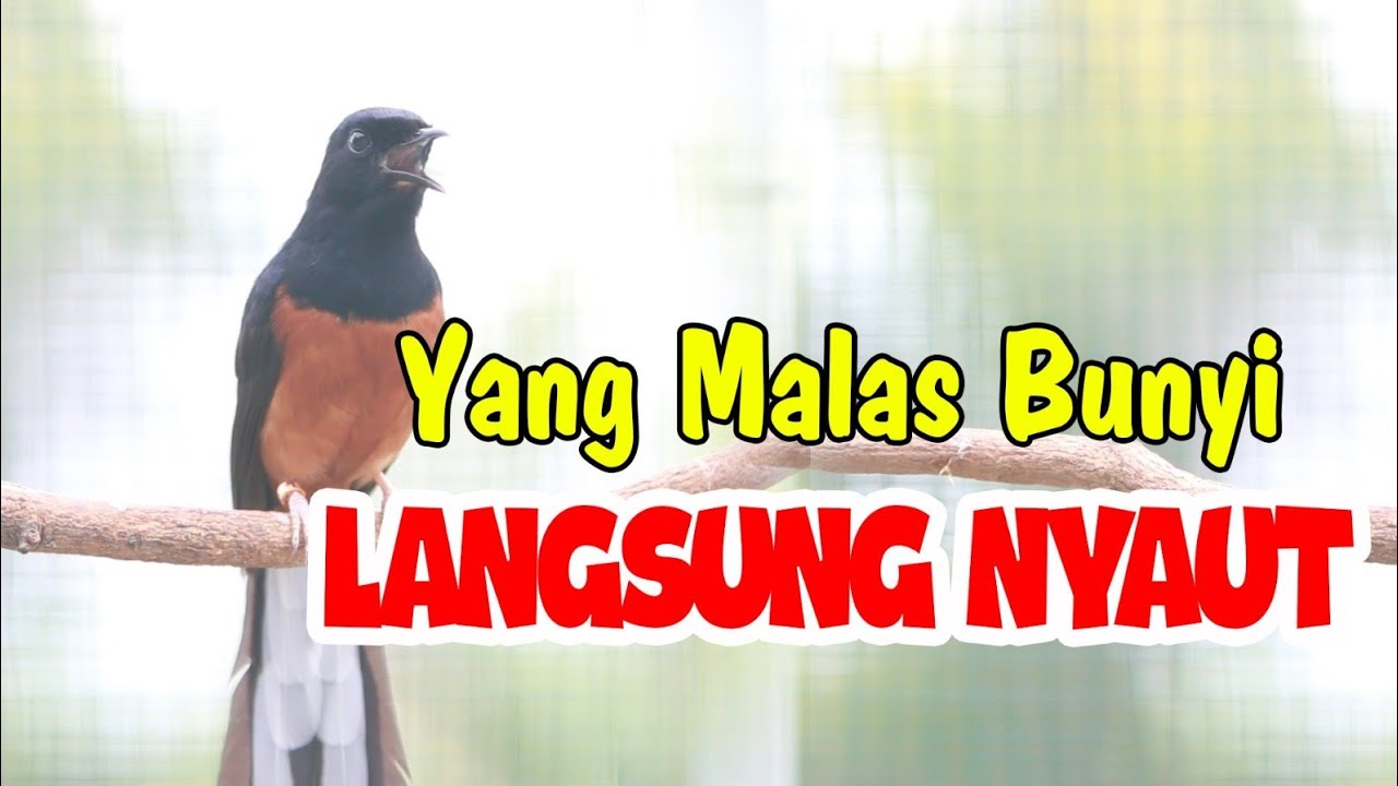 PANCINGAN PAGI MURAI BATU BONGKAR ISIAN CILILIN , 100% EFEKTIP BUAT MURAI BATU MALAS JADI GACOR