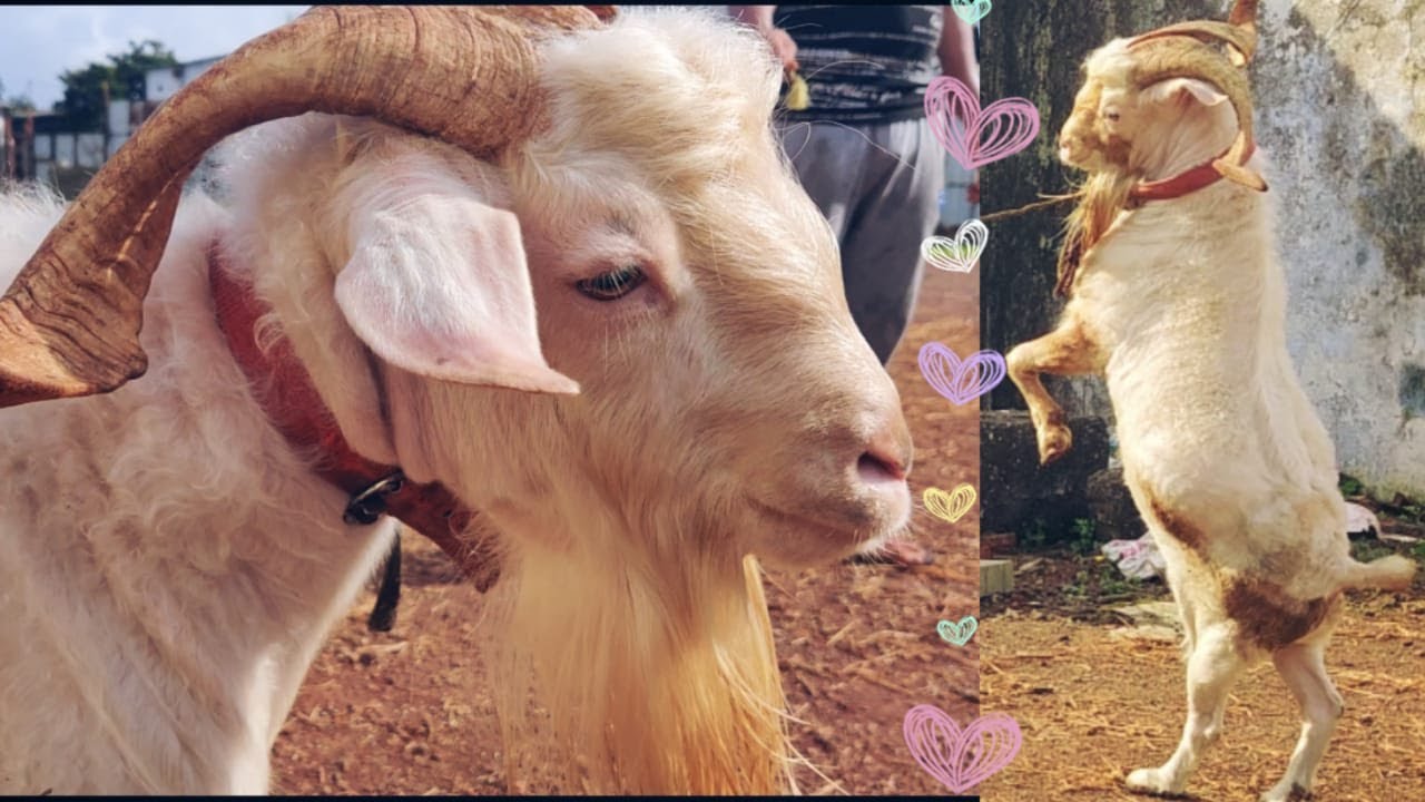 RAMOS-THE MOST BEAUTIFUL & AGGRESSIVE ANGORA GOAT || BAKRA EID 2020
