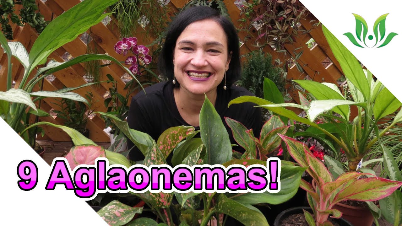 Conheça 9 LINDAS Aglaonemas!