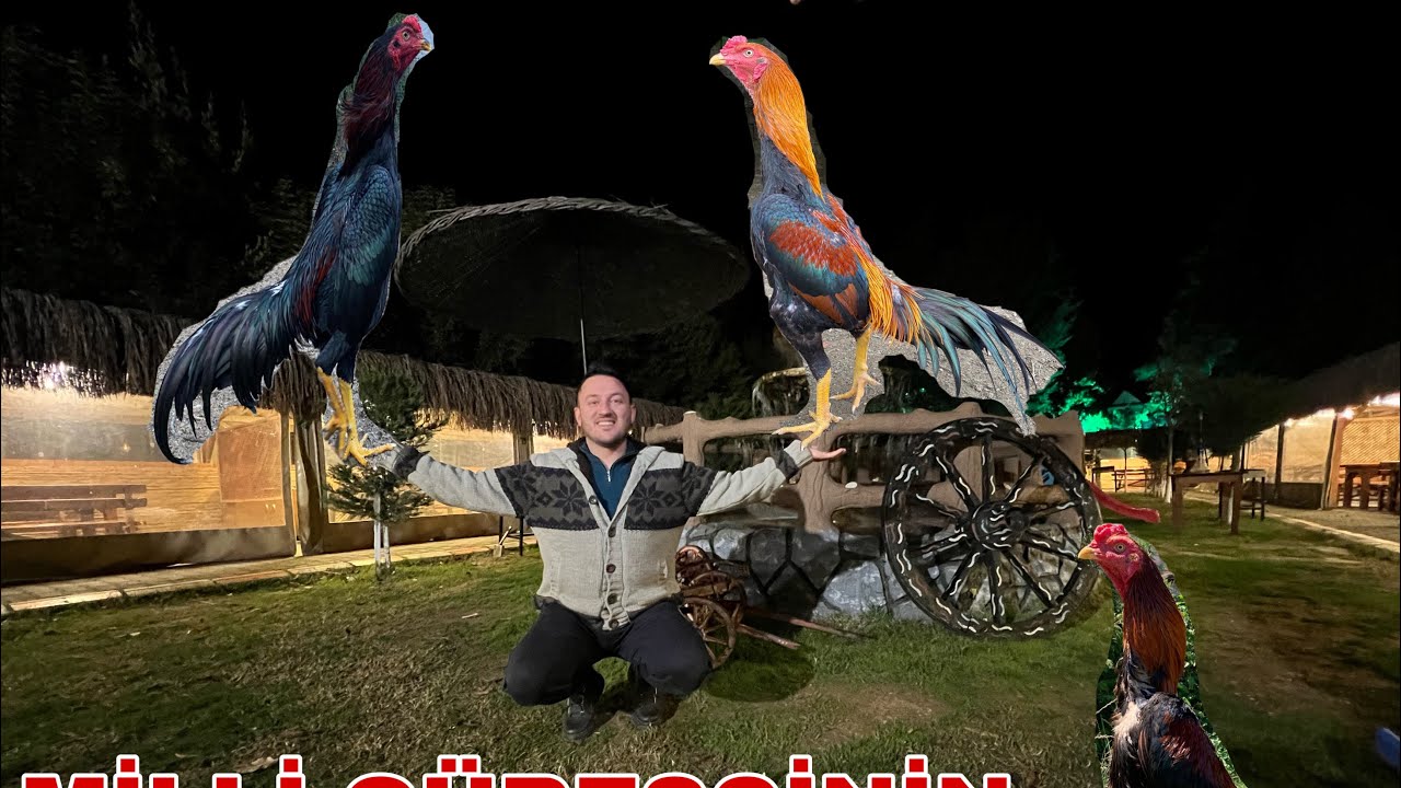 ÇATALCA DA  MİLLİ SPORCUNUN İDMAN VERDİĞİ HİNT HOROZLARI