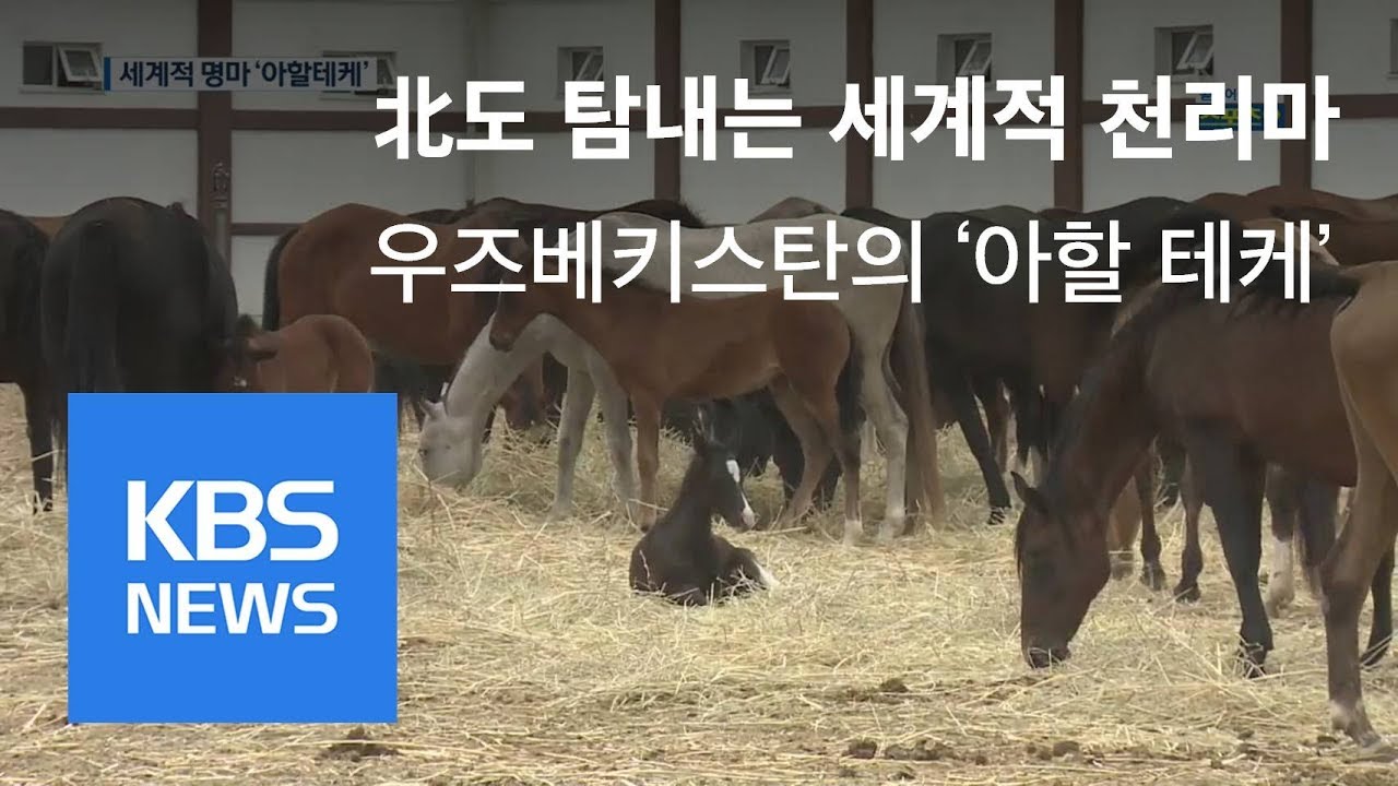 전설의 천리마 ‘아할 테케’를 찾아서 / KBS뉴스(News)