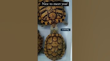 Meet the Asian Yellow Pond Turtle: The Chillest Swimmer on the Block 🐢✨ #turtle