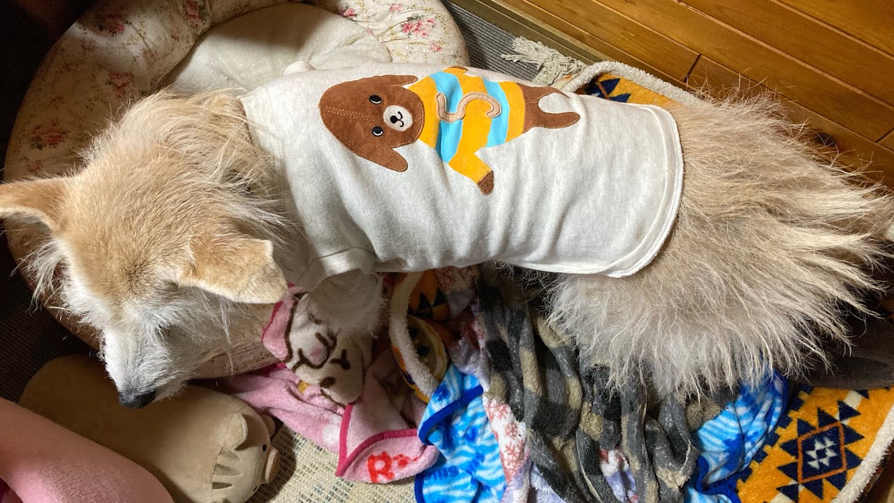 リメイク犬服！トレーナーから犬のタンクトップに - YouTube