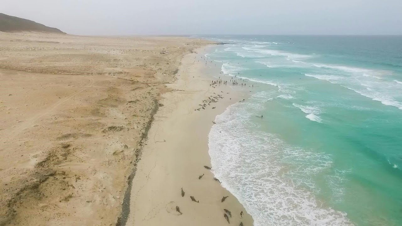 Cap Vert Mystérieux échouement De Dauphins Sur Une Plage Afp News