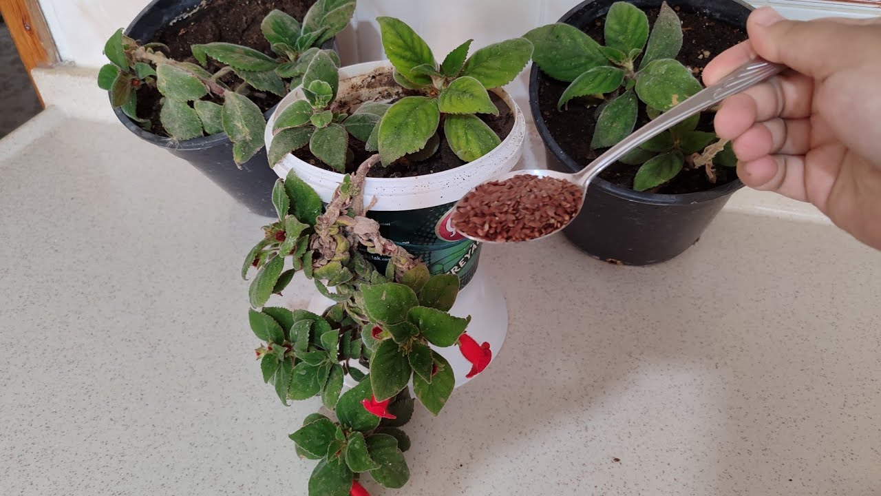 1 Kaşik Verdim? Kohleria Çiçeğinin Bakımı, Çiçekleriniz Açmıyorsa 1 Kaşık Verin