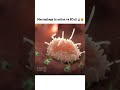 Macrophage Attacks Ecoli الماكروفاج يهاجم الاى كولى 