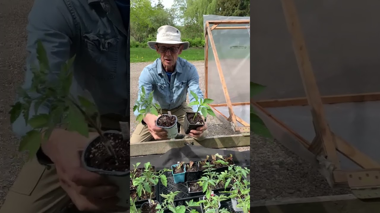 Why Cold Frames are a GAME CHANGER for Seedlings! 🌱