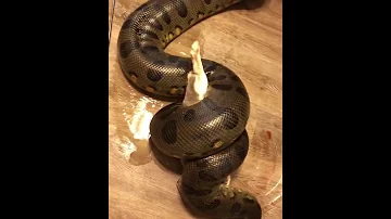 Как кормят анаконду🤔