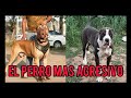 El temible Bully Kutta