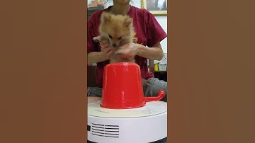 Thumbnail of puppy drums #shorts