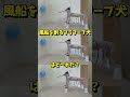 『風船を割るフラフープ犬はど〜れだ?』#犬 #チャレンジ