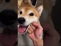 Dog owner abuses his shiba inu