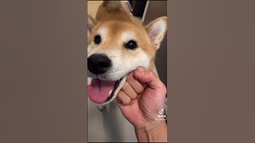 Thumbnail of Dog Owner ABUSES his Shiba Inu