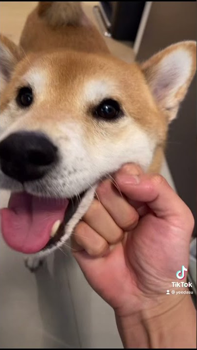 Dog Owner ABUSES his Shiba Inu