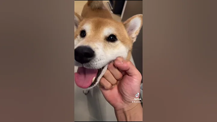 Dog Owner ABUSES his Shiba Inu - DayDayNews