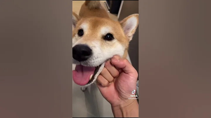 Dog Owner ABUSES his Shiba Inu