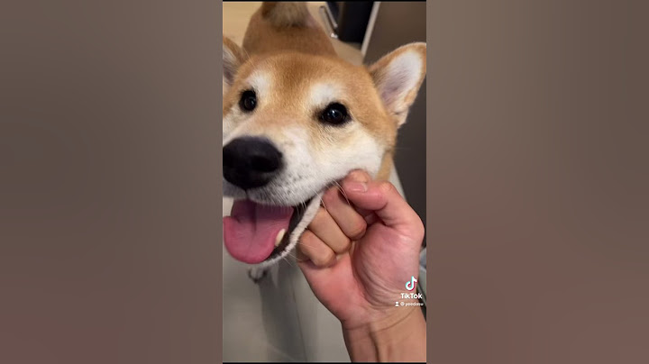 Dog Owner ABUSES his Shiba Inu