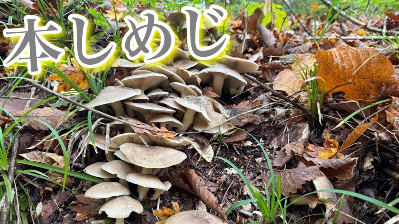 極上本シメジを見つけた。