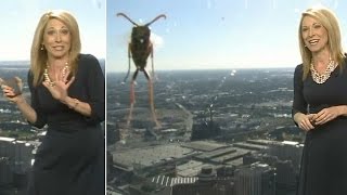 Meteorologist Freaks Out On Live Tv As Giant Bee Appears On Screen