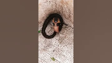 Kiʻi Cobra Kokoke Animals Nest Snake 국립생물자원관 Nature Fishing 자연사 Cute 
