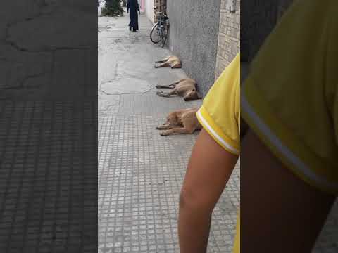 ظاهرة الكلاب الضالة باحياء المحمدية مما يشكل خطر على المارة زنقة سوس