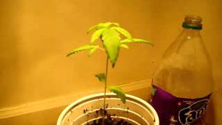 rookie grower needs advice