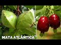 10 Frutas BRASILEIRAS Nativas da MATA ATLÂNTICA Que Vão Te Surpreender