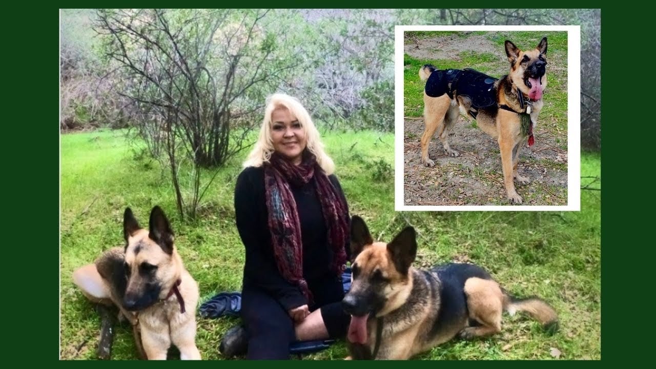 Drug-free therapy for joint pain for dogs [heated hip / back / knee brace / product review]