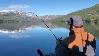 Donner Lake 20+ pound Lake Trout